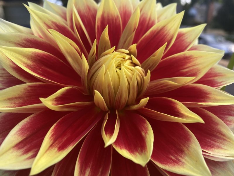 Featured image for “The Dahlias Are Divas…”