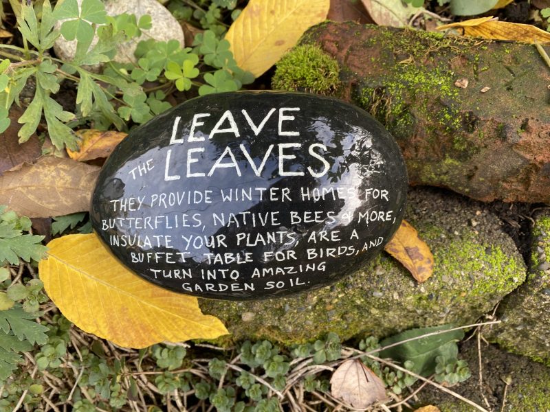 Featured image for “Leave the Leaves”