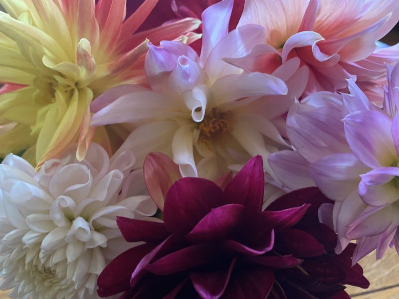 Featured image for “The Last Bouquet?”