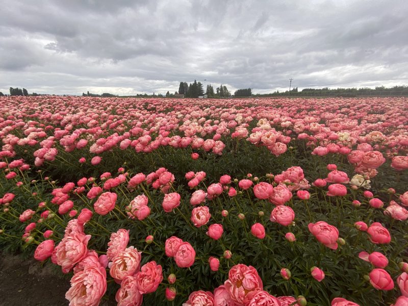 Featured image for “So Much Beauty…”