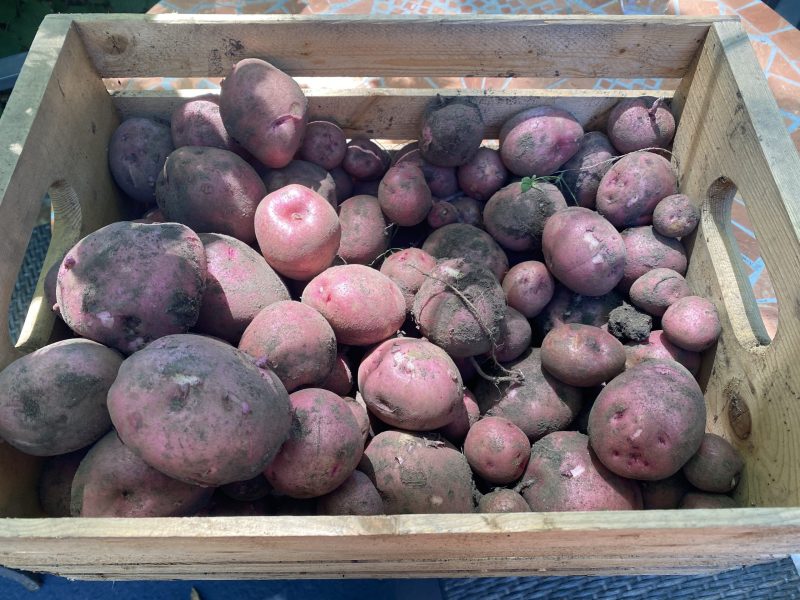 Featured image for “Revisiting an Earlier Publication: “Untold Varieties of Potato Make a Poem””