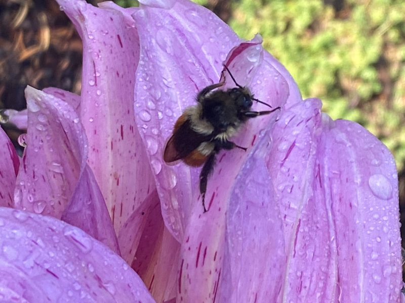 Featured image for “Publication News: Buyers’ Remorse Issue of American Writers Review”