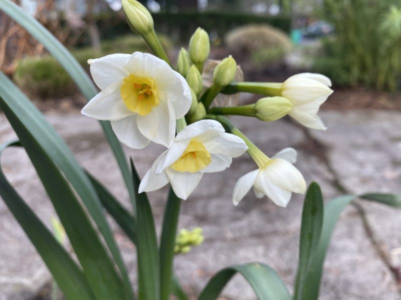 Featured image for “Frozen Mix on the Day of the First Narcissus Bloom”