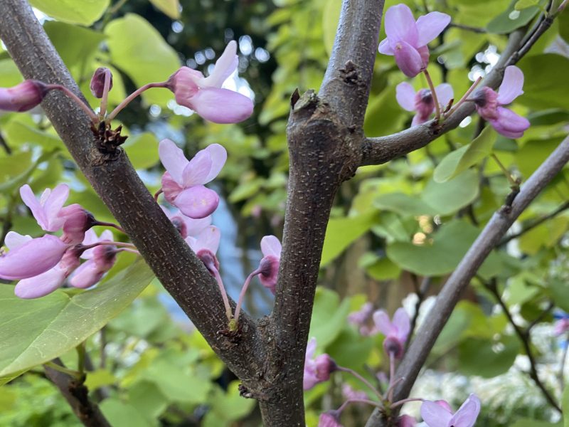 Featured image for “Red. Bud.”